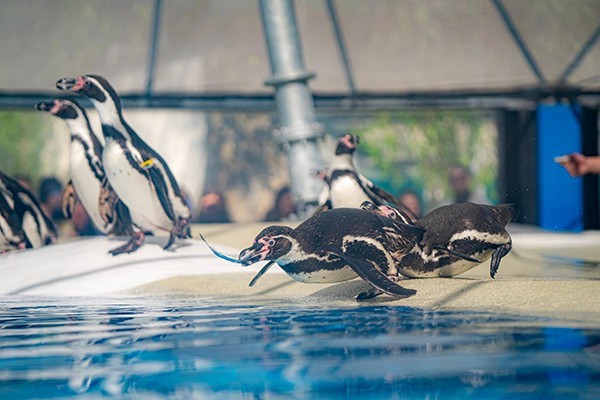 Jégvilág borítókép