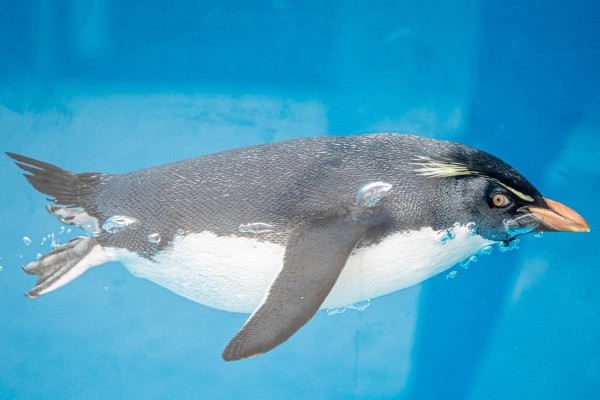 Jégvilág borítókép