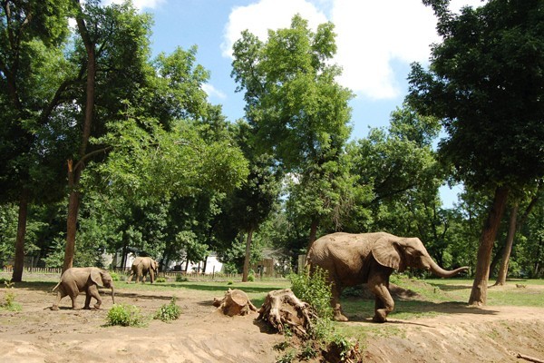 Tarzan ösvénye borítókép