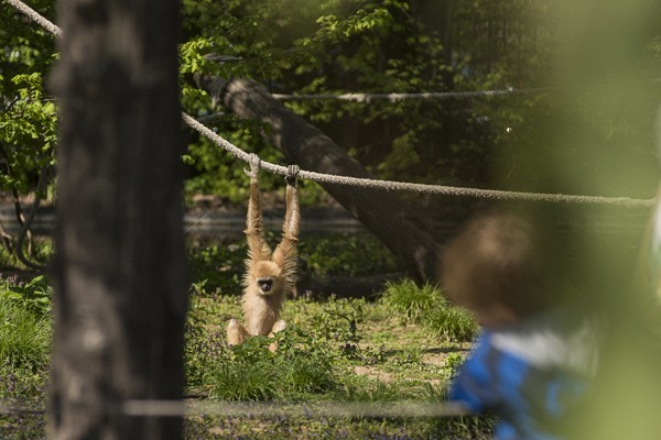Zöld Piramis borítókép