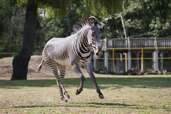 Tarzan ösvénye borítókép