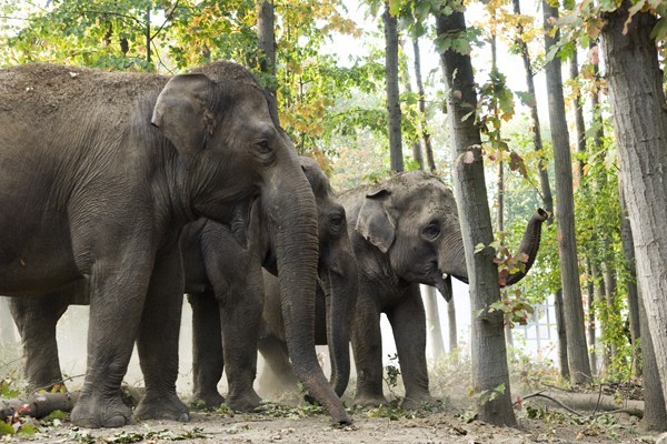 Zöld Piramis borítókép