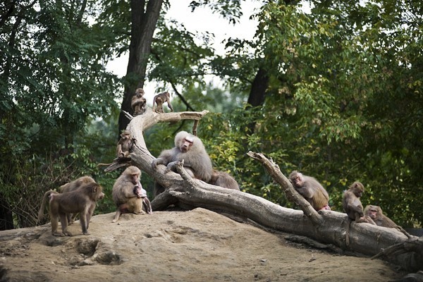 Tarzan ösvénye borítókép
