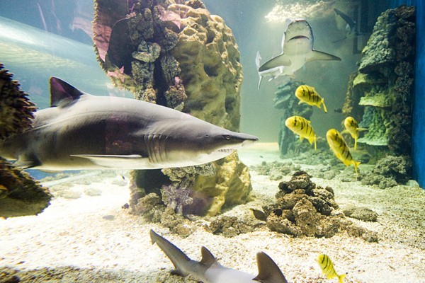 Ócenárium borítókép