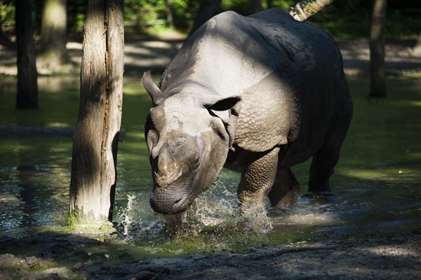 Zöld Piramis borítókép