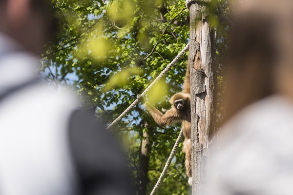 Zöld Piramis borítókép