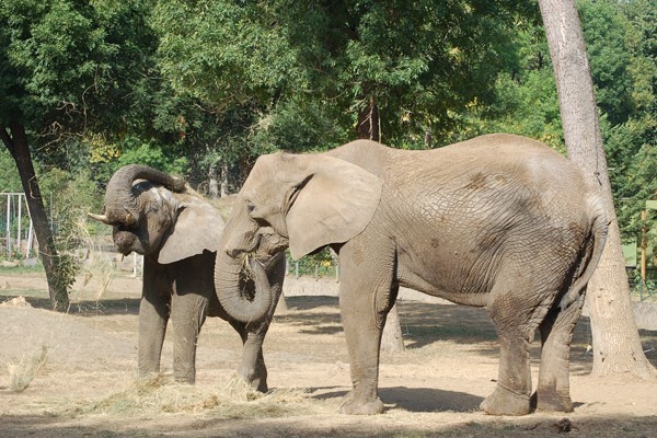Tarzan ösvénye borítókép