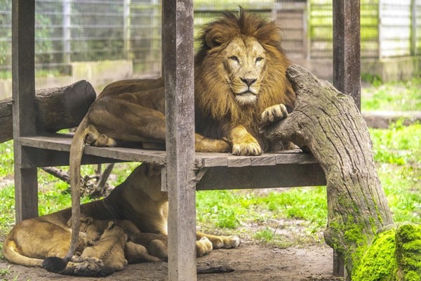 Tarzan ösvénye borítókép