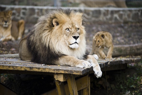 Tarzan ösvénye borítókép