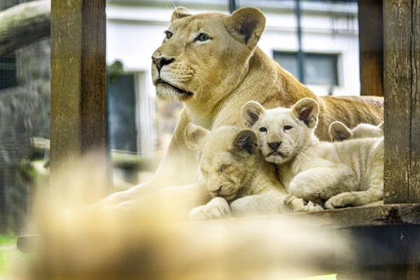 Tarzan ösvénye borítókép