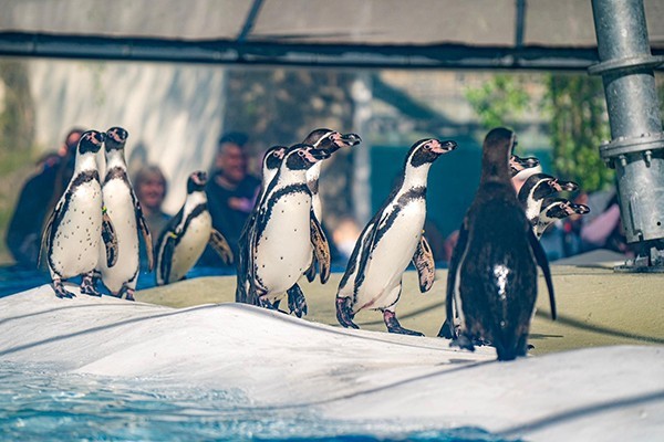 Jégvilág borítókép