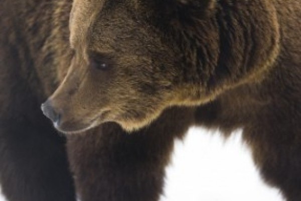 Nem jósoltak a medvéink