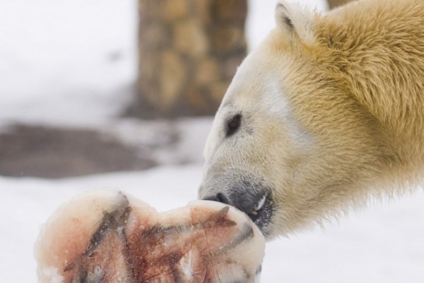 Ma ünnepeljük a  Jegesmedvék Világnapját!
