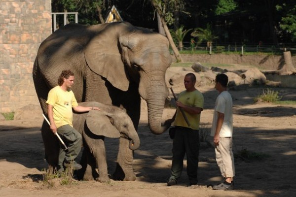 Elefántiskola az Állatparkban!