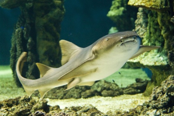 Special examination in the 500.000 liter pool at our zoo