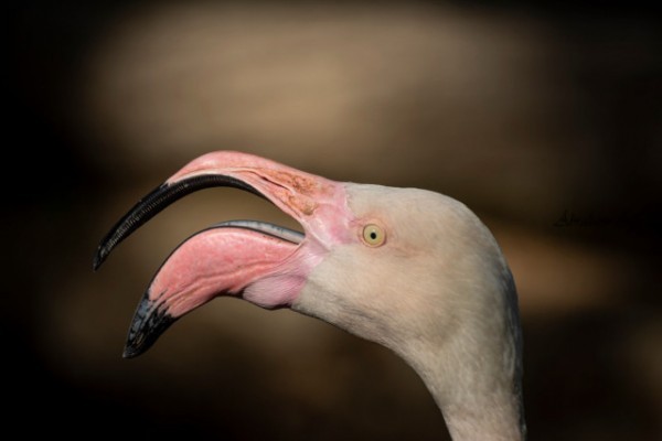 We are happy to inform you that the Sóstó Zoo re-opened on May 8th, 2020