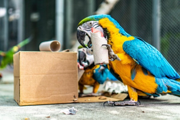 Környezetgazdagítás a papagájok röpdéjében