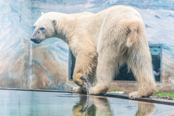 Február 27 a Jegesmedvék Világnapja