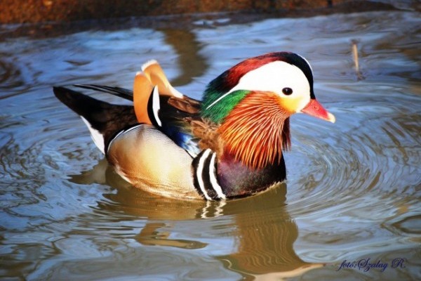 Már vízimadaraink is érzik a tavasz közeledtét!