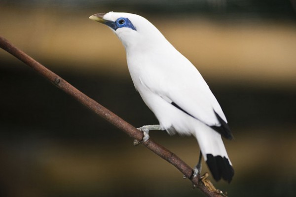 44 years ago on this day CITES convention was signed!