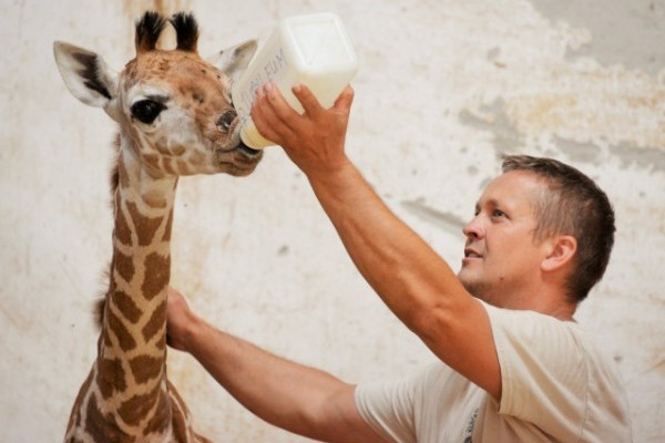 Kis zsiráf született Állatparkunk