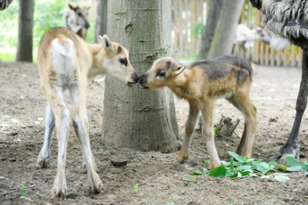 Szépen gyarapodik állatparkunk rénszarvas állománya