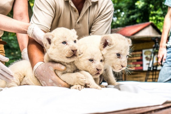 Three white lion (Panthera leo krugeri) cubs were born in our Zoo.