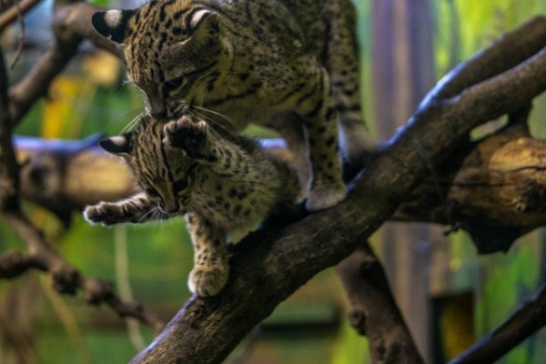 Geoffoy-cat was born in SóstóZoo, Hungary