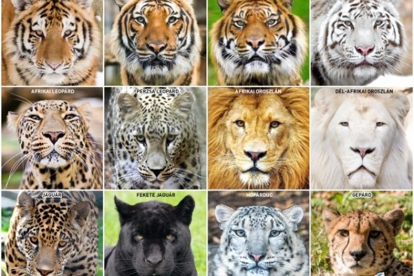 Ünnepeljük együtt a Vadvilág Világnapját!