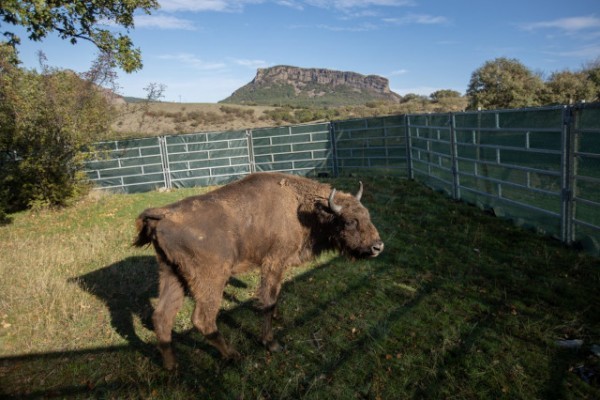 Two more European bison released to advance rewilding in the Rhodope Mountains