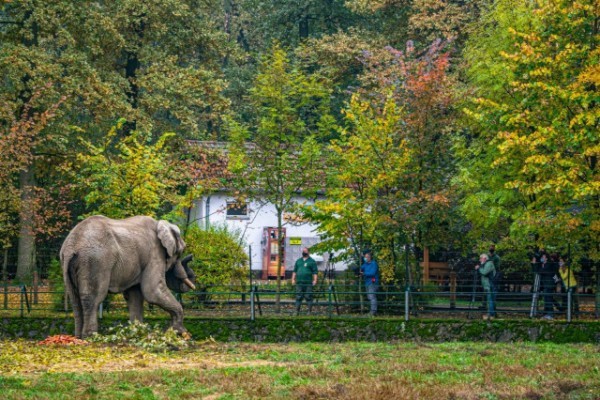 Europe’s one of the largest African elephant bull after 2 years of absence returned to his family in Nyíregyháza Zoo