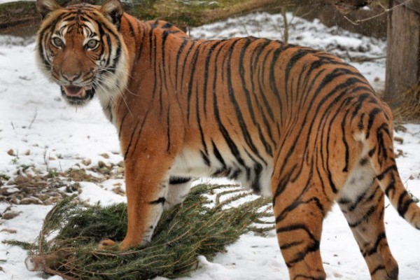 Nagymacskáink újrahasznosították a megmaradt 