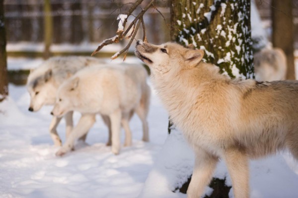 Enviromental enrichment