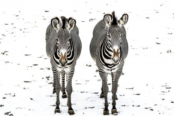 Feketén fehéren a csíkokról