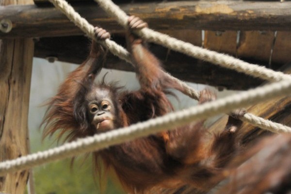 8 éves lett Ruti, az ország első borneói orangután kölyke