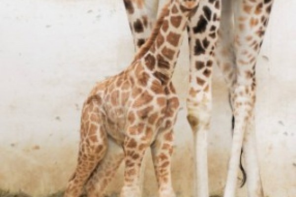 A születések, a látogatók és a beruházások éve volt a 2014-es esztendő