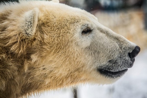 Február 27 a Jegesmedvék Világnapja!