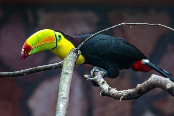 Nunc accumsan urna quis erat ornare lacinia. Sed orci nisi, auctor nec malesuada sed, rhoncus eu lectus. 