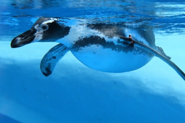 Megérkeztek az első lakók a Jégkorszakba