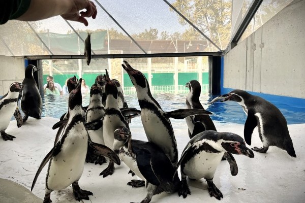 Hello Penguins!