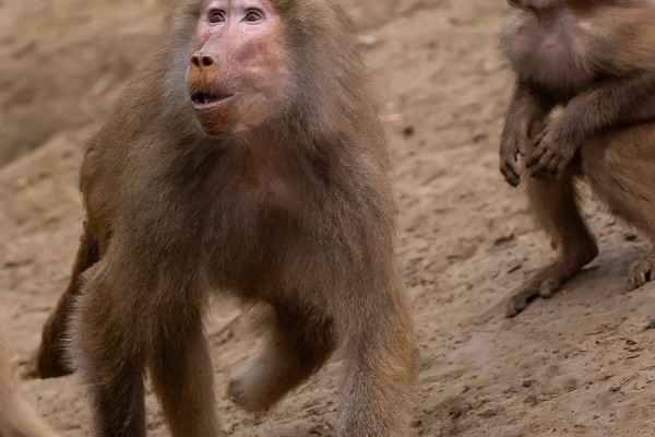 Dolgozóink megválasztották Az Év Állatát