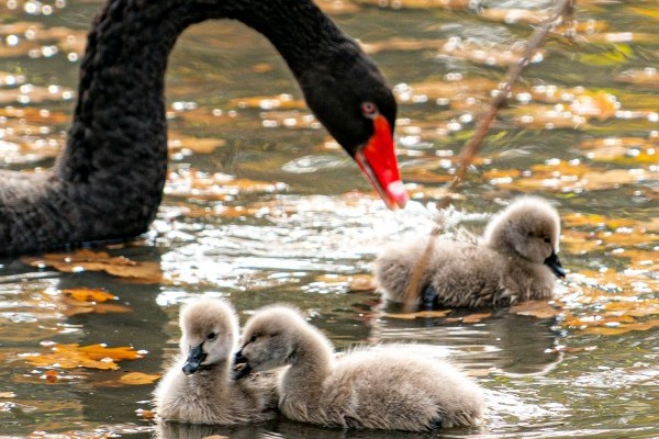 Fekete hattyú családunk 5 fiókával gazdagodott