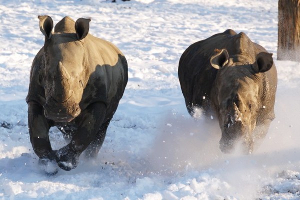 Afrikai állatok télen a hóban?