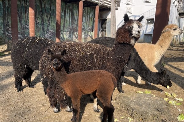 Bővült az alpaka család