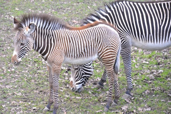 Már láthatóak a ritka Grevy-zebra csikók 