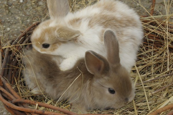 Hogy mivel jár egy nyúl tartása? 