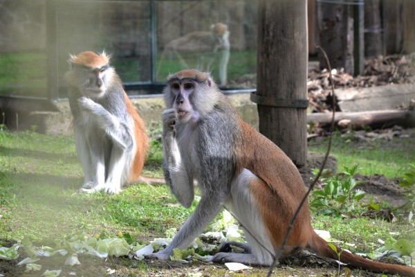 Huszármajmok érkeztek Nyíregyházára