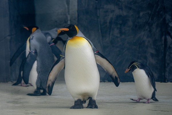 Május 17-én nyílik a Jégvilág