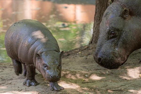 Törpevíziló született Állatparkunkban