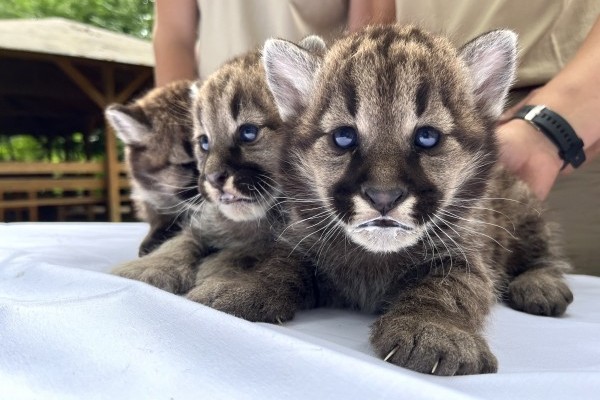 Puma hármasikrek születtek Állatparkunkban